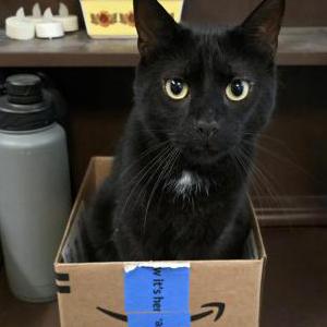 Image of Onyx, Lost Cat