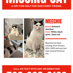 Lost Cat Meechie
