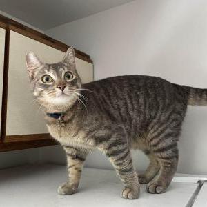 Lost Cat Lazlo