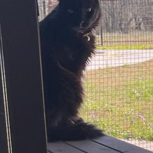 Lost Cat Midnight
