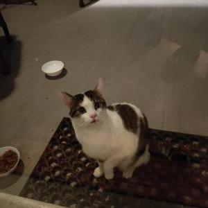 Found Cat Unknown