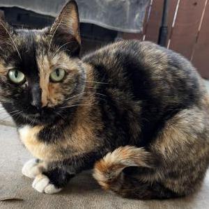Lost Cat Pumpkin