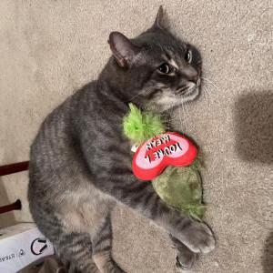 Lost Cat Arthur