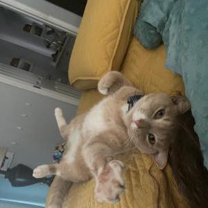 Lost Cat Noodle