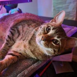 Lost Cat Lilly
