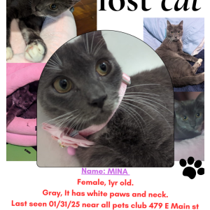 Image of Mina, Lost Cat