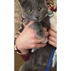 Lost Cat Kya