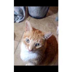 Image of Ryan, Lost Cat