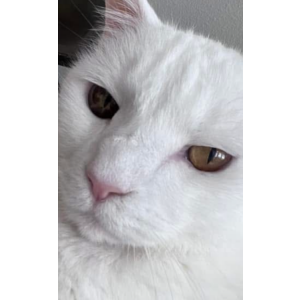 Lost Cat Mr Gabby