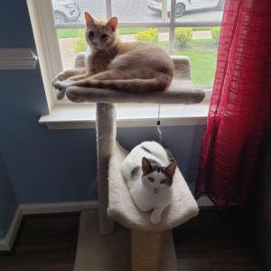 Lost Cat Milo