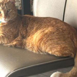Lost Cat Elon