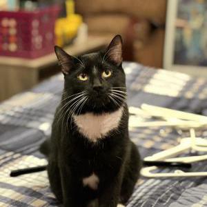 Lost Cat Obi