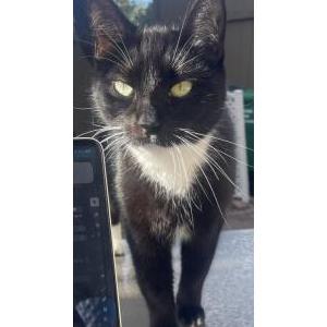Lost Cat Luna