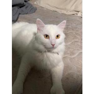 Lost Cat Mozzy