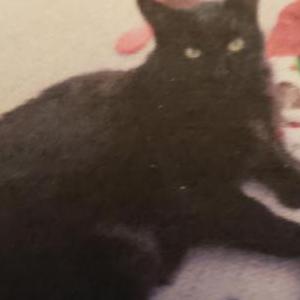 Lost Cat Thunderbolt