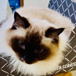 Image of Beauty, Lost Cat