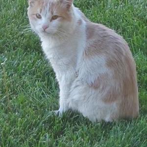 Lost Cat Little Kitty