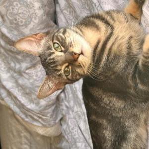 Image of Lilo, Lost Cat