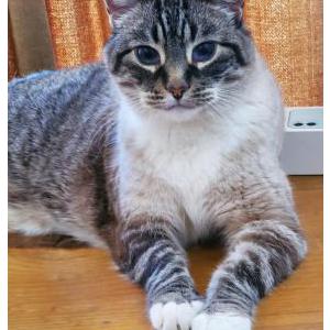 Lost Cat Sunan