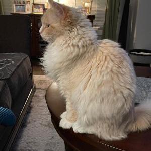 2nd Image of Huxley, Lost Cat