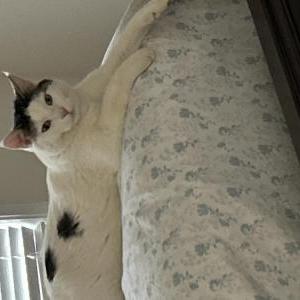 Lost Cat Noodles