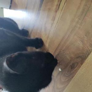Lost Cat Lila