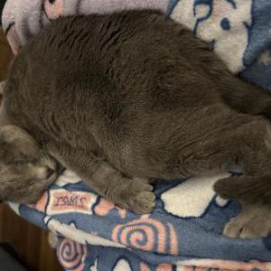 Lost Cat Rascal