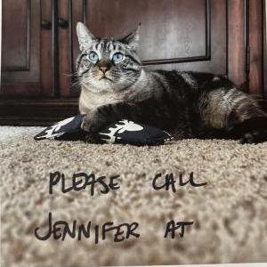 Lost Cat Oscar