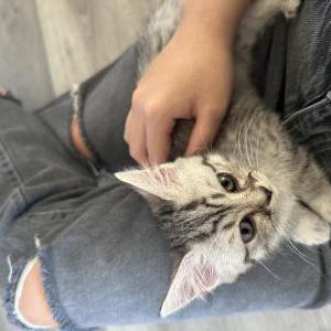 Lost Cat Kit Kat