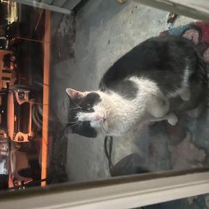 Found Cat Unknown