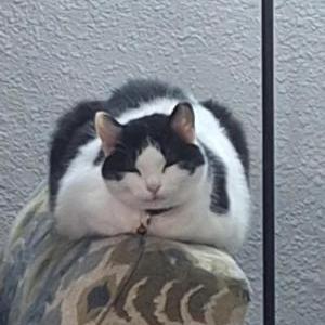 Image of lucy, Lost Cat