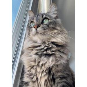 Lost Cat Wilbur