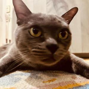 Lost Cat Gino