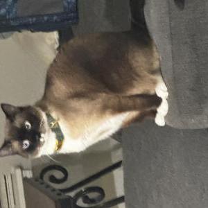 Lost Cat Chialo