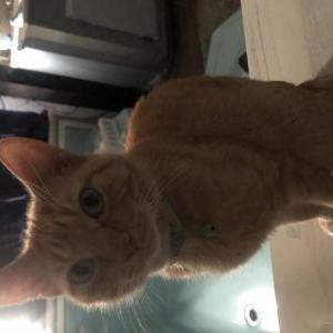 Lost Cat Pumpkin