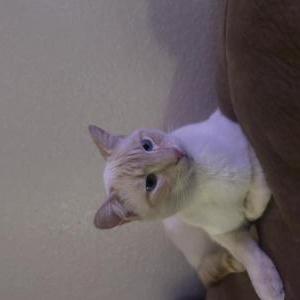 Lost Cat Diego