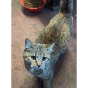 Lost Cat Journey