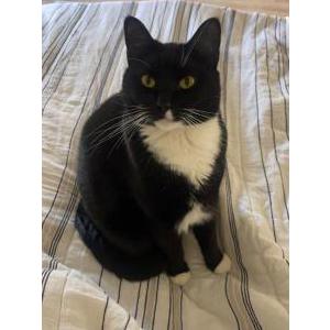 Lost Cat Salsa