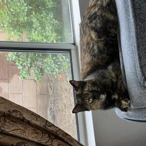 Found Cat Unknown