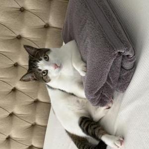 Lost Cat Sake
