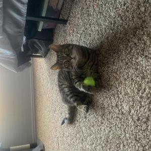 Image of Lu, Lost Cat