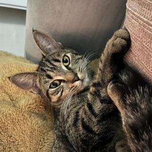 Image of Poptart, Lost Cat