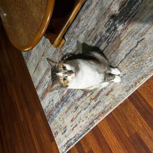 Image of Maggie, Lost Cat