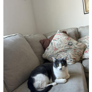 Image of Frida, Lost Cat