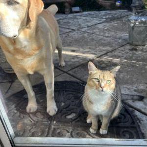 Lost Cat Mountain kitty