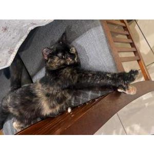 Lost Cat Nina
