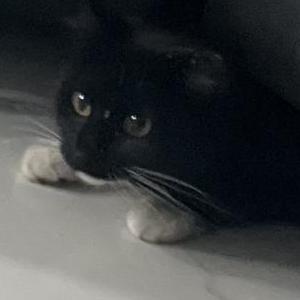 Lost Cat Bootsy