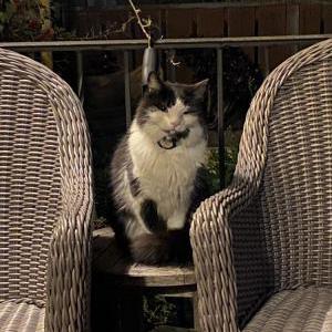 Found Cat Unknown