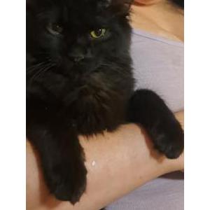 Lost Cat Baby Bear