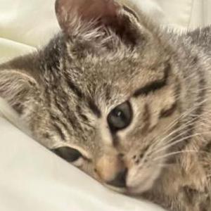 Lost Cat Zara
